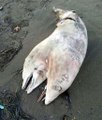 Two-Headed Dolphin Washes Up On Turkish Beach