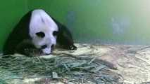Pandas trigêmeos são apresentados na China