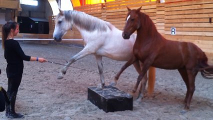 Anne-Gaëlle Bertho prodige du dressage