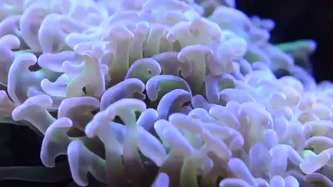 طارق هزيمة حوض بحري 1