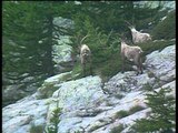 C'est pas sorcier- L'ascension du Mont-Blanc