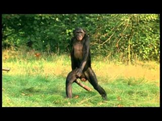 C'est pas sorcier -BIPEDIE... C'EST LE PIED !