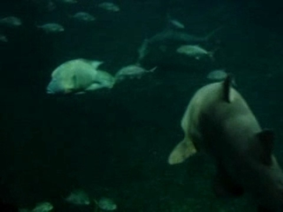 MOV04533