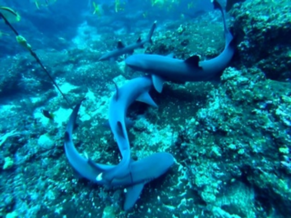 Plongée Costa Rica Requin Marteau GoPro HD (Plongée Marie Claire)