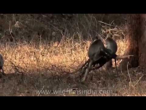 Hanuman langurs and Sloth bear in Bandipur National Park