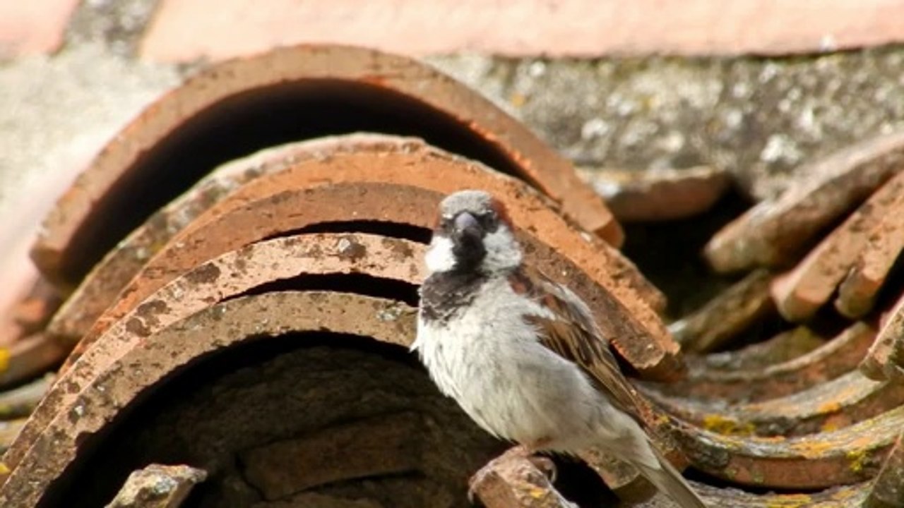 Les moineaux domestiques des toits de Malras