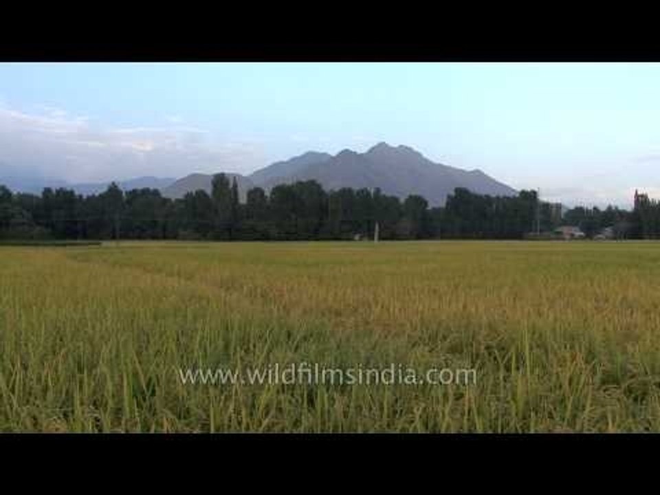 Rice fields in Kashmir