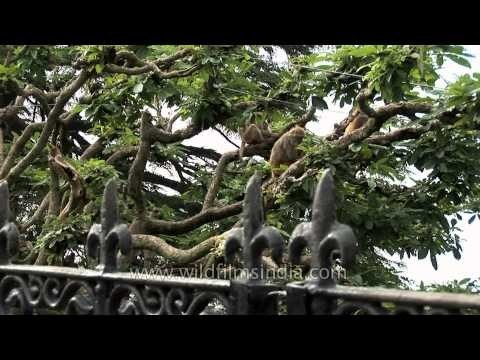 Macaque family sitting on a tree branch in Himachal Pradesh
