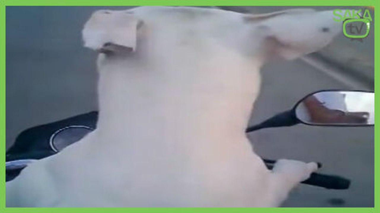 Motorcu Köpek
