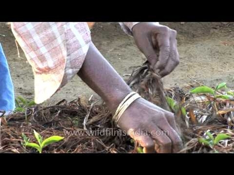 Tea nursery in India