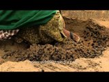 Tea workers engaged in the process of tea plantation