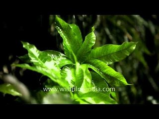Heavy rain falls on green leaves - Delhi