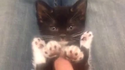 Toe Beans and Belly Rubs