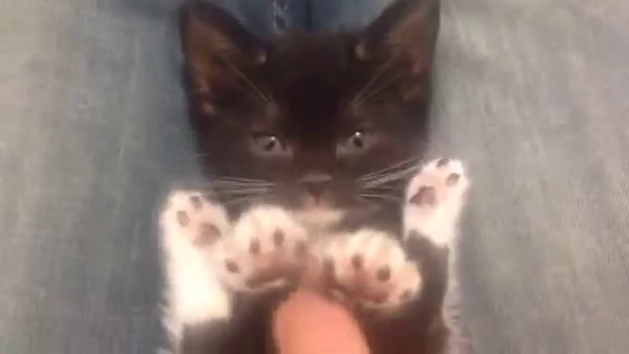 Toe Beans and Belly Rubs