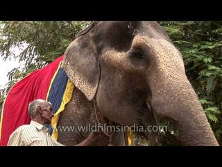 Elephant munching food - India