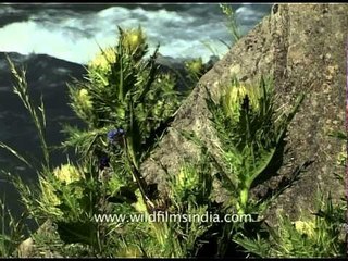 Flower Amarnath Yatra MDV 334 L62 26