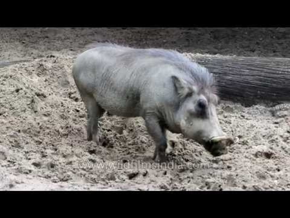 Warthog -  Pumba's kin