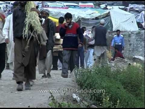 Pilgrims en route to Amarnath shrine from Chandanwari base camp