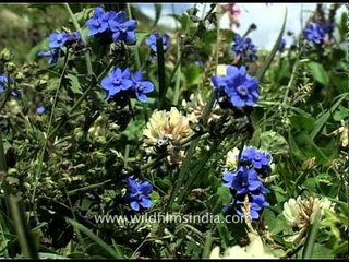 Forget me not: Wild and beautiful alpine flower bouquet from Kashmir