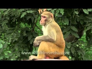 Macaques grooming each other sitting on a wall