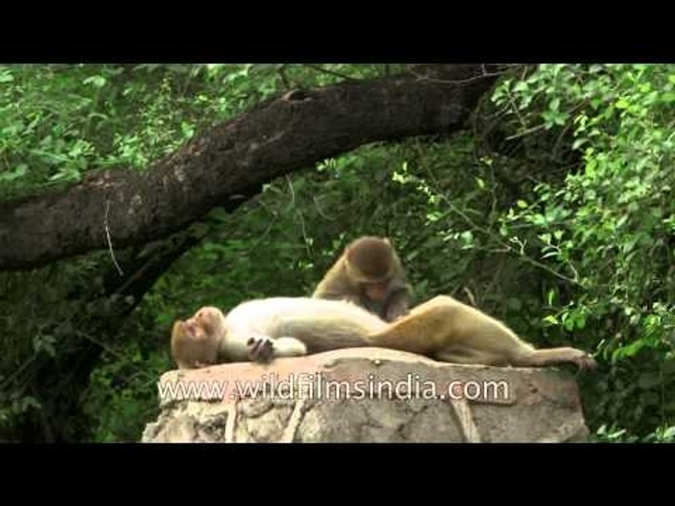 Macaques delhi L63 8