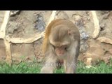 Macaque eating hungrily
