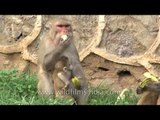 Group of macaques eating bananas