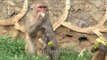 Group of macaques eating bananas