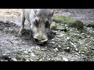 Warthog digging in soft soil, with feet bent