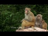 Fat greedy gluttinous Macaques of India