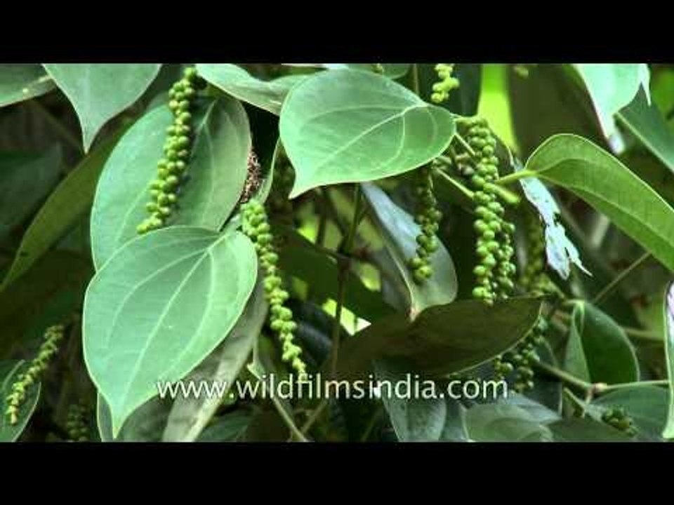Black pepper (Piper nigrum) grown in Kerala