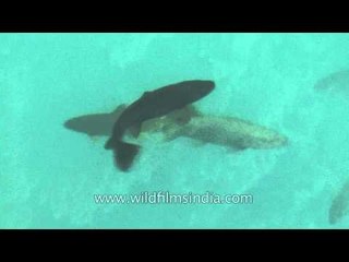Brown trout in Verinag Spring, Mughal Garden, Jammu & Kashmir