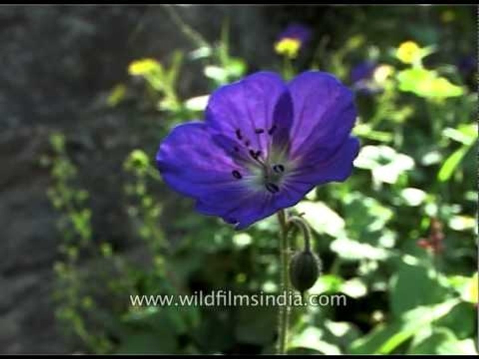 Wild Geranium pratense or Meadow Cranesbill flowers, Amarnath, Kashmir, India