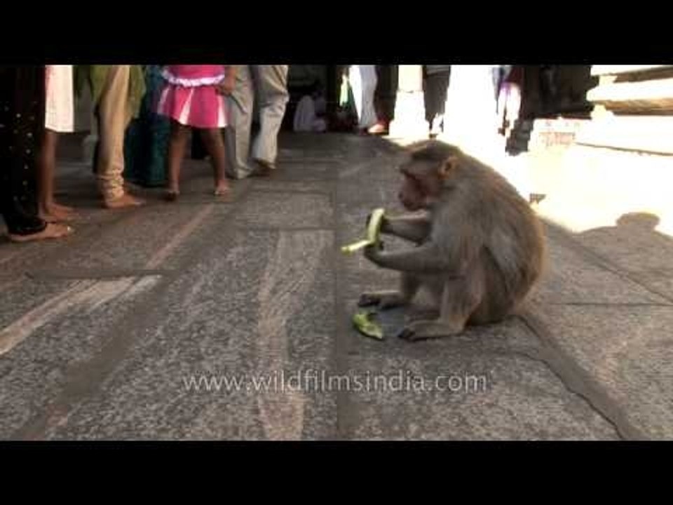 Fat monkey eating a banana