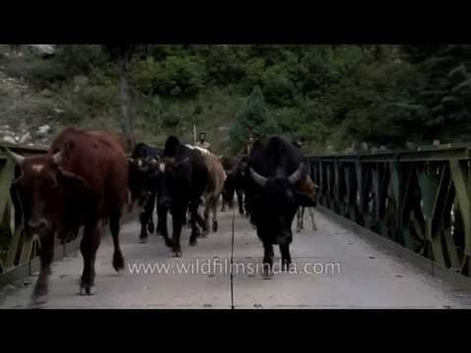 Goats graze in Kashmir meadow as Kashmiri woman cuts grass for fodder