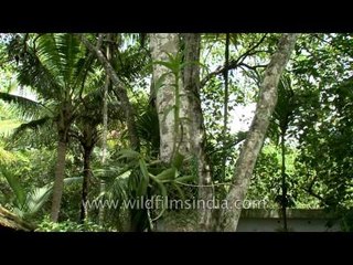 Nutmeg, gooseberry, coconut and orchids growing in Kerala