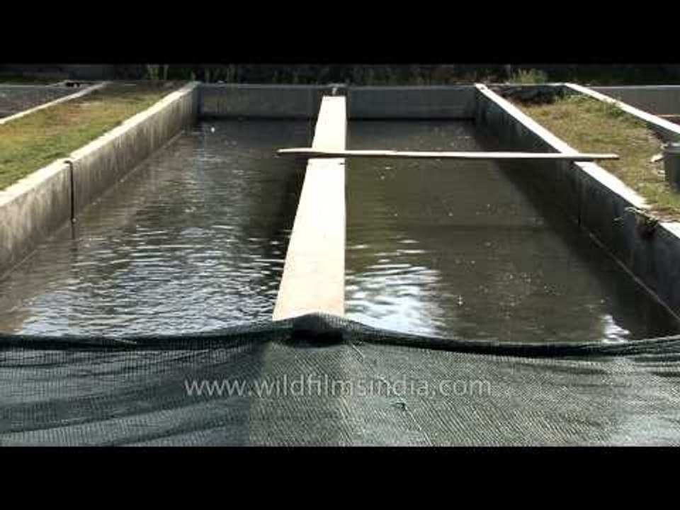 Department of fisheries - Trout rearing farm, Kashmir