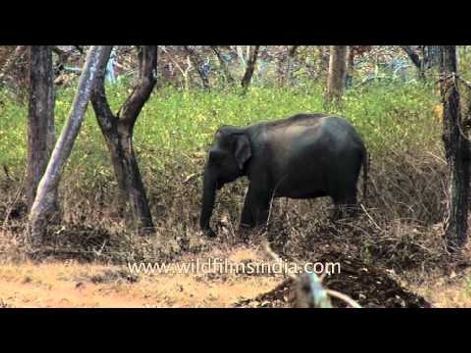 Elephants in Bandipur national park