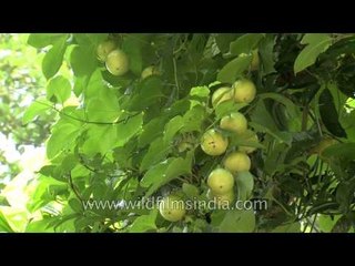 Passion fruit (Passiflora edulis)