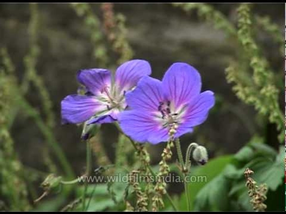 Purple wild Geranium pratense flowers in high altitude Kashmir