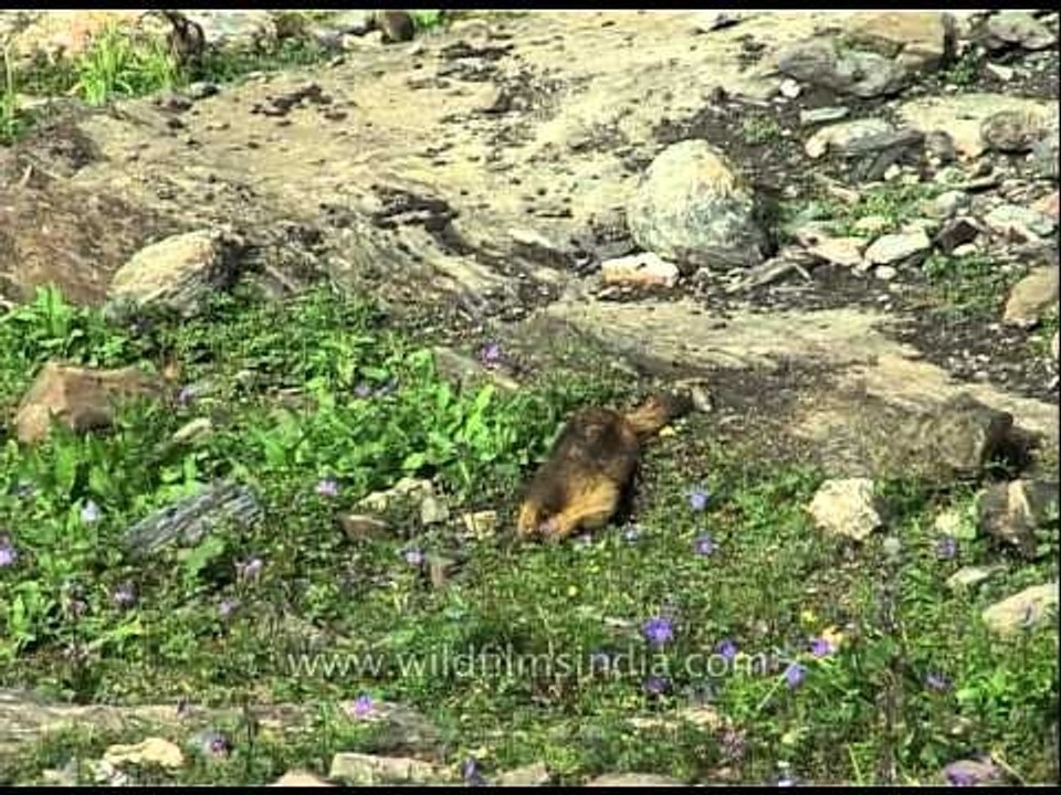 Himalayan Marmot forages among wild geranium flowers en route Amarnath
