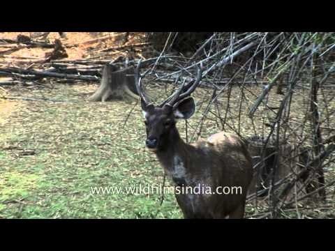 Sambar deer at Bandipur National Park - Karnataka