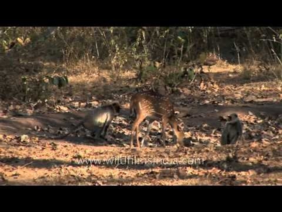 Group of Hanuman langurs and Chital deer at Bandipur National Park