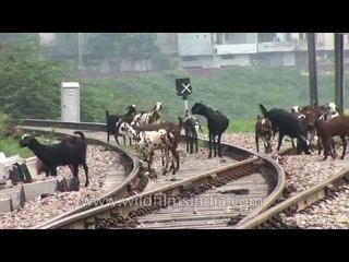 Goatie on the railway track : Goat-way or train track?