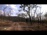 Panna National Park: Forest path