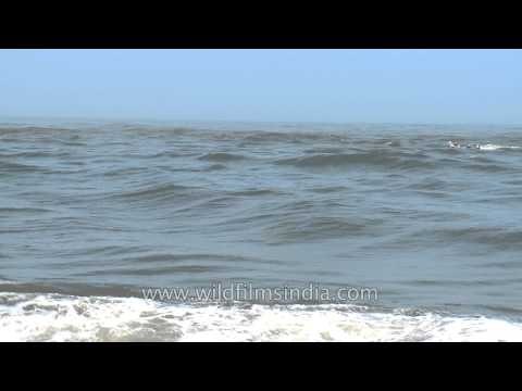 Waves of the Arabian Sea as seen from Neendakara Port, Kerala