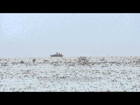 Fisherman catching fish on Vembanad Lake - Kerala