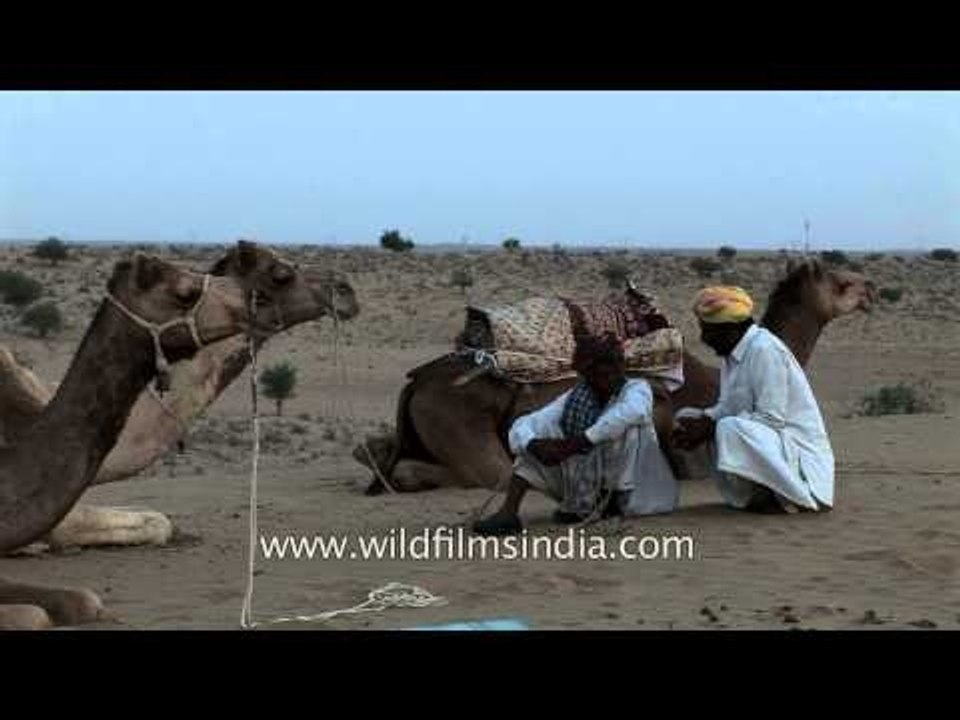 Camels waiting for their riders - Rajasthan