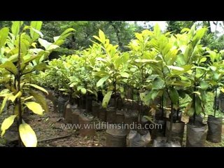 Nutmeg plantation - Kerala