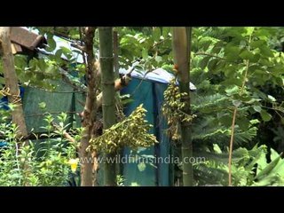 Plantation and vegetation of Kerala